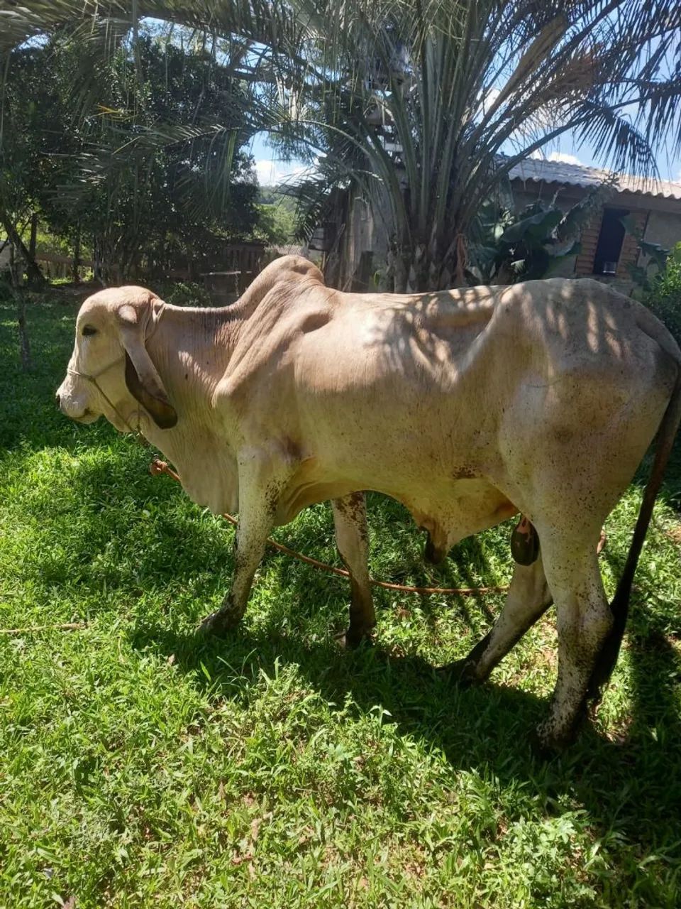 Vendo terneiro gil, 1 ano e 6 meses 