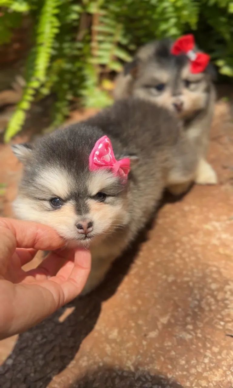 Mini Pomsky 