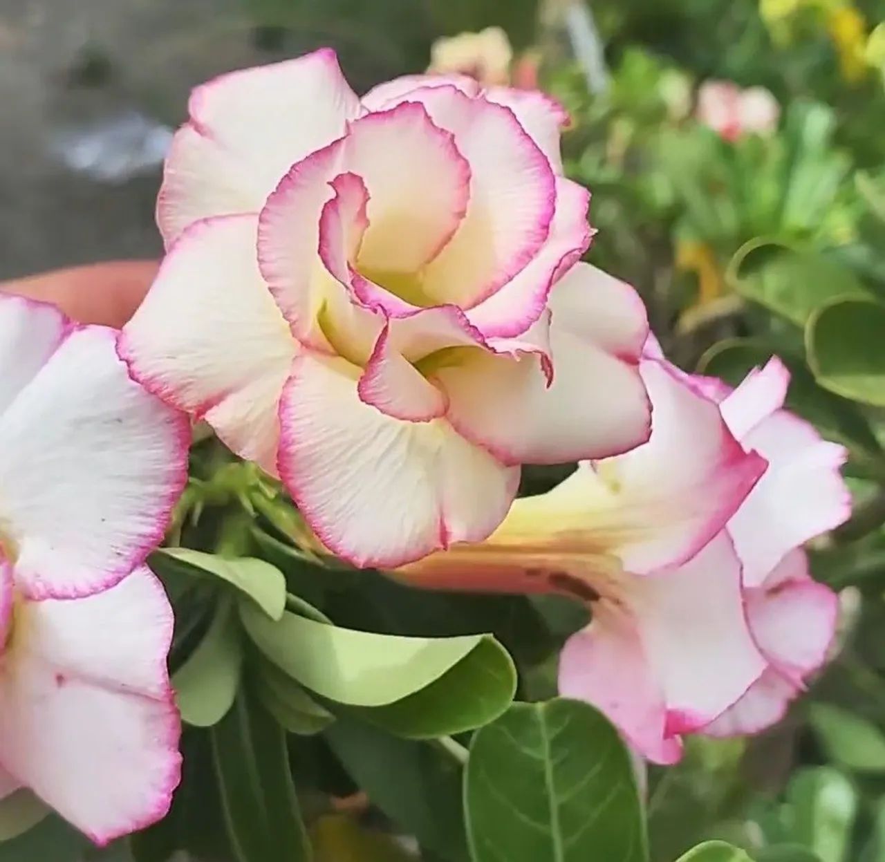 Rosa do deserto  - Foto 2
