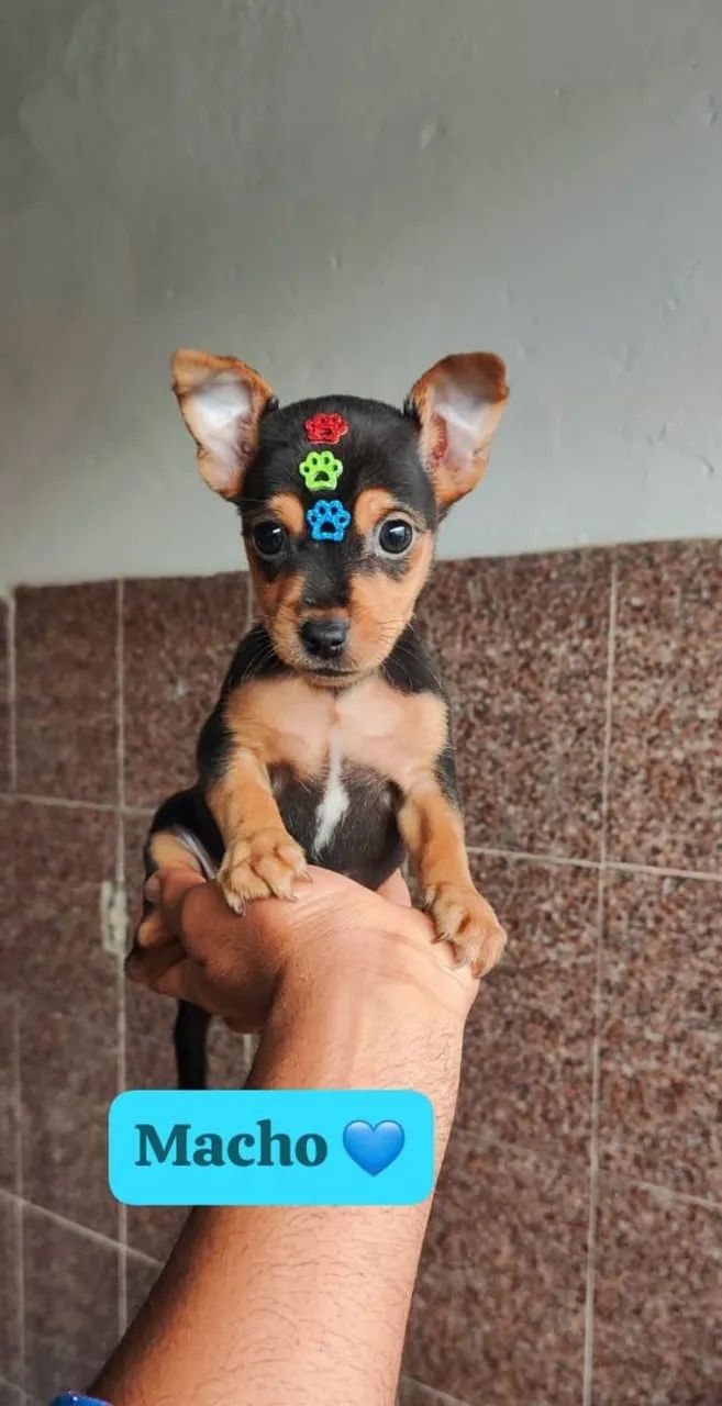 ? Lindos Filhotes de Pinscher - Foto 2