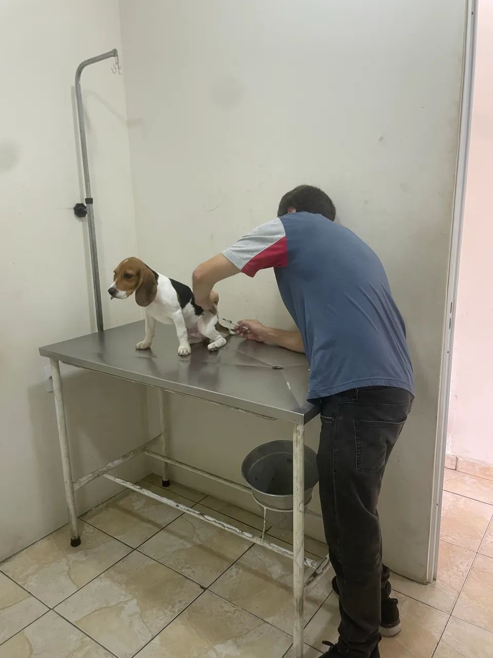 BEAGLE FILHOTE MACHO - Foto 3