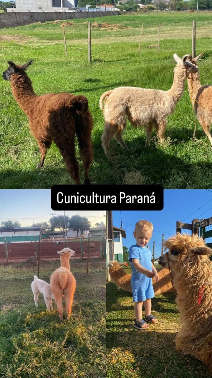 Lhamas e Alpacas - Foto 2