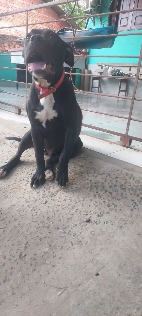 Vende-se um pit bull  - Foto 5