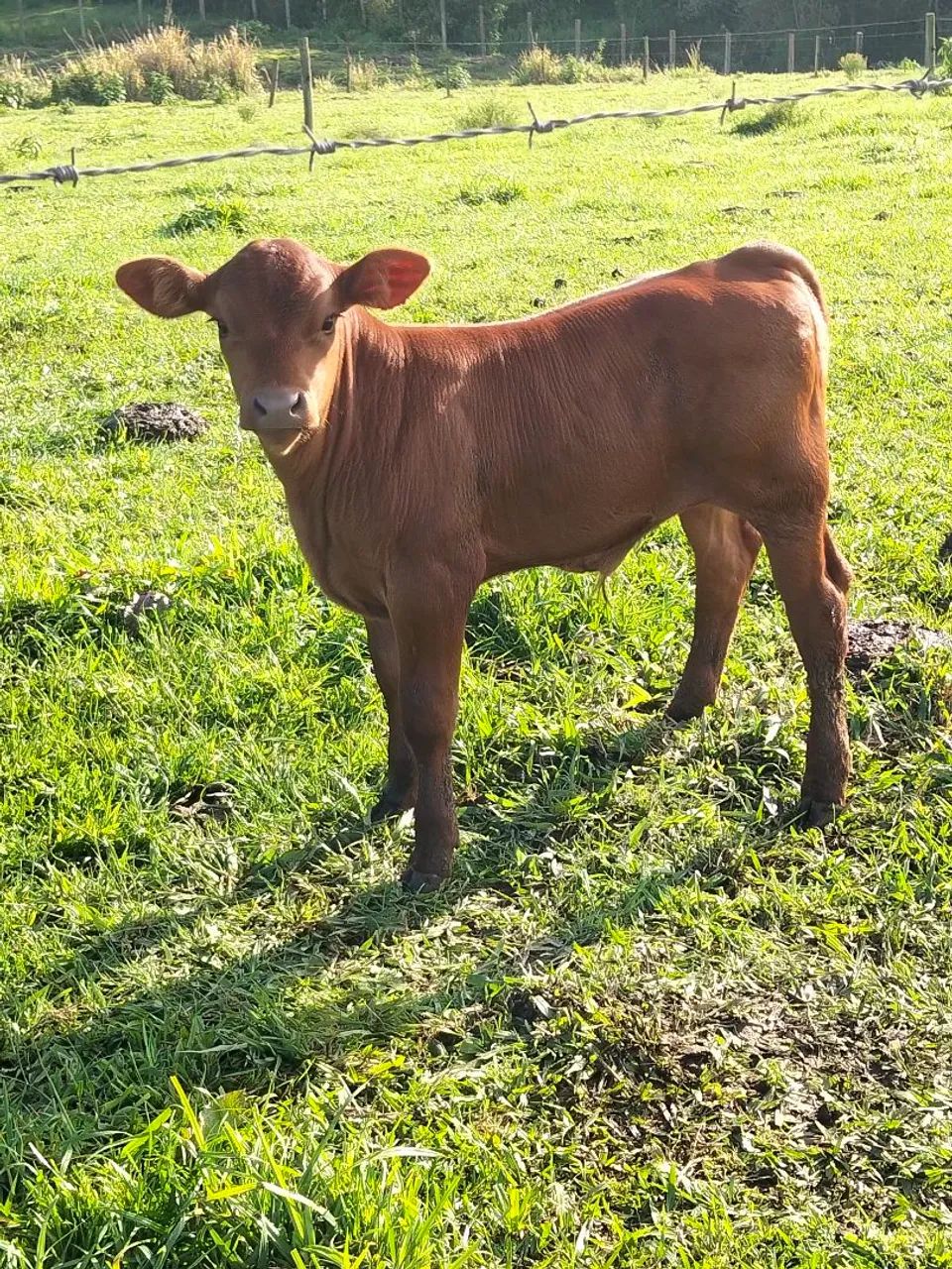 Vacas Senepol e novilhas PO - Foto 2