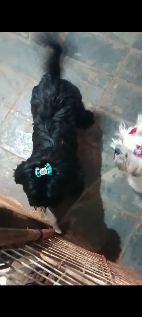 Cachorro shitzu - Foto 3