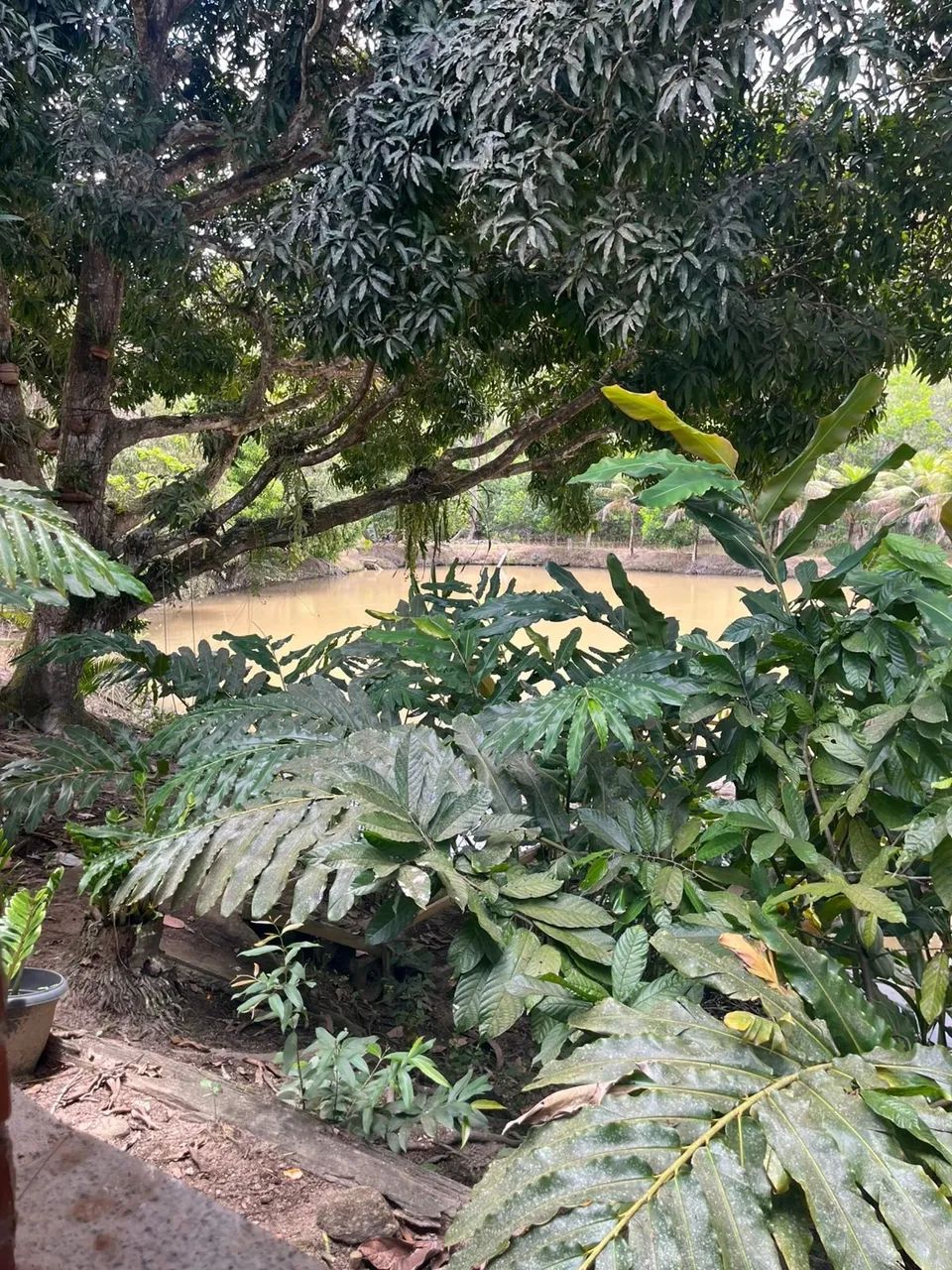 Fazenda à Venda - Eunápolis BA - Foto 4
