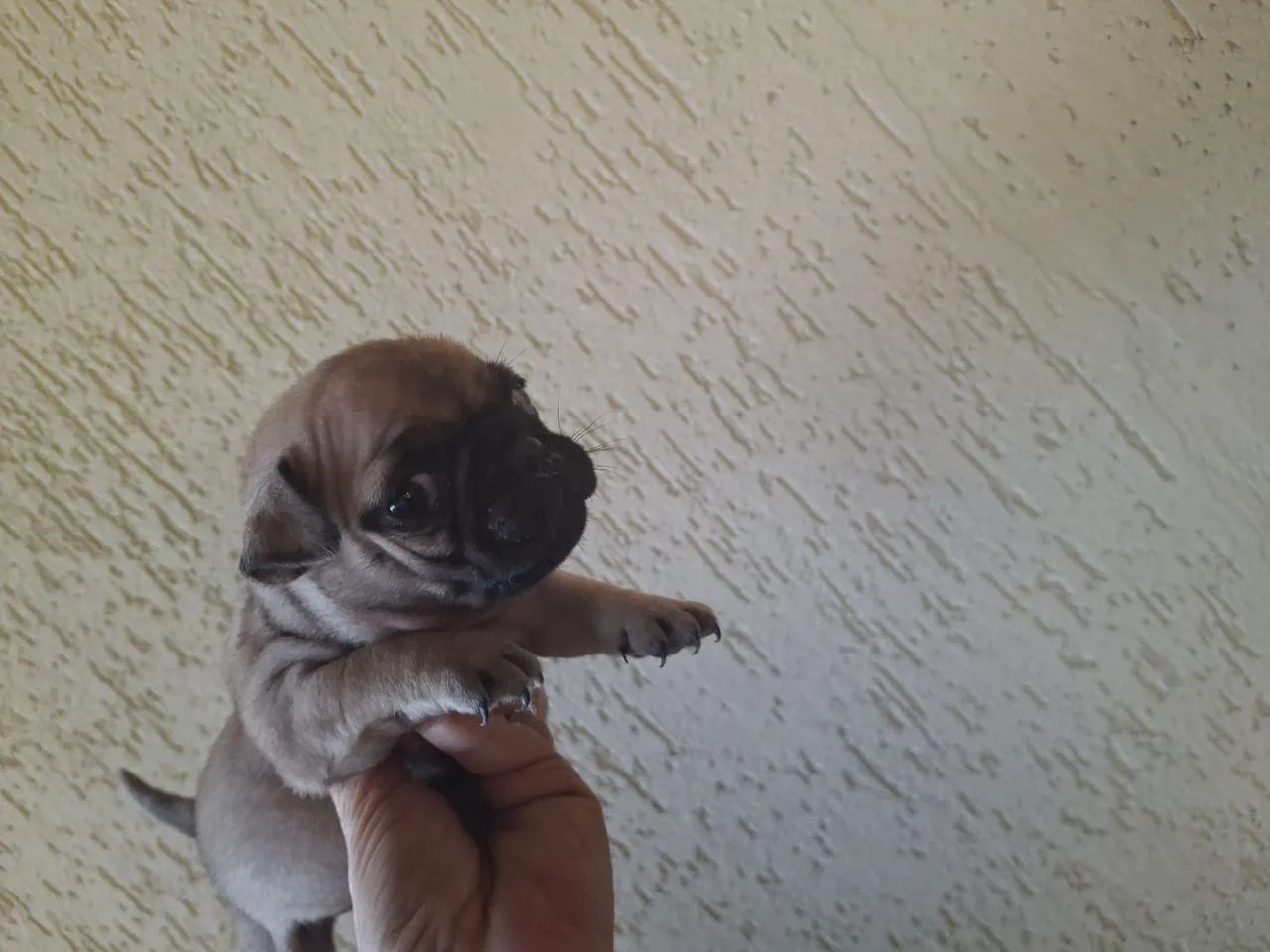 Pug  - Foto 3