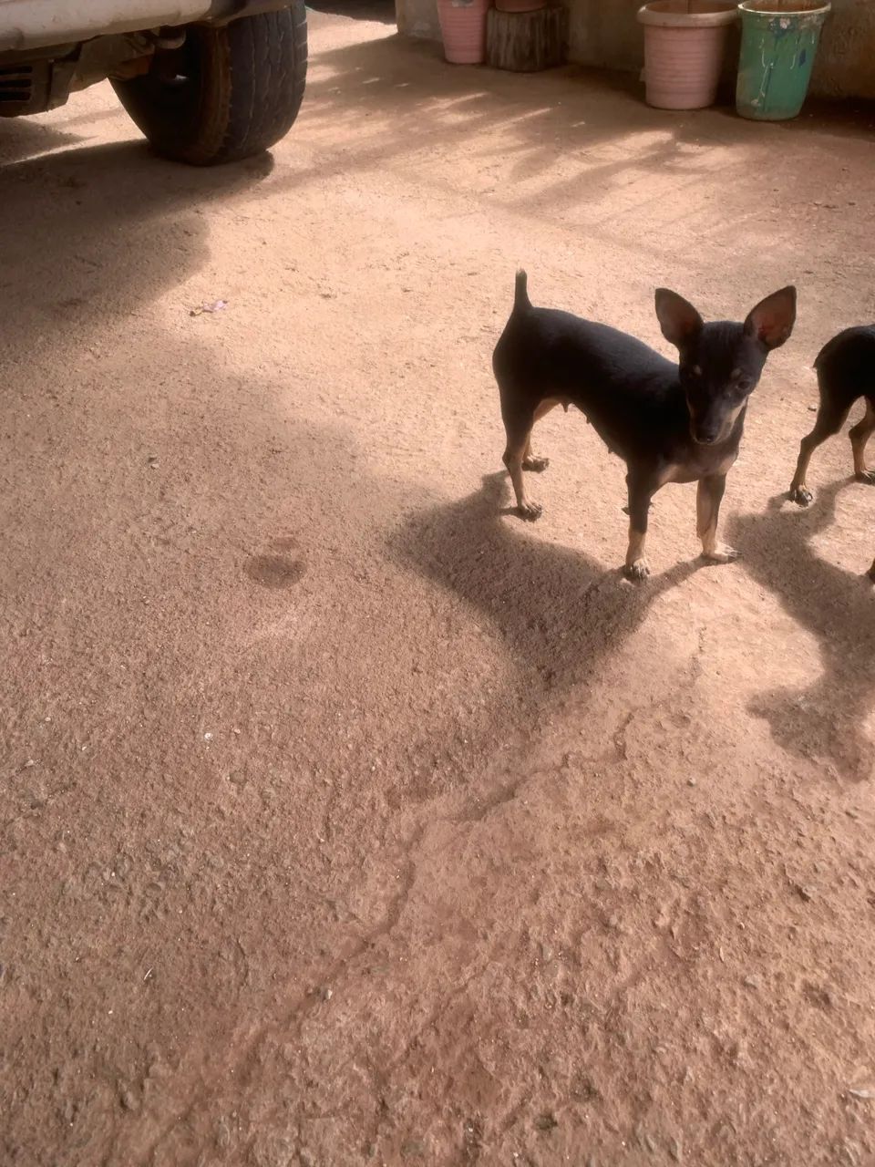 Pinscher - Foto 5