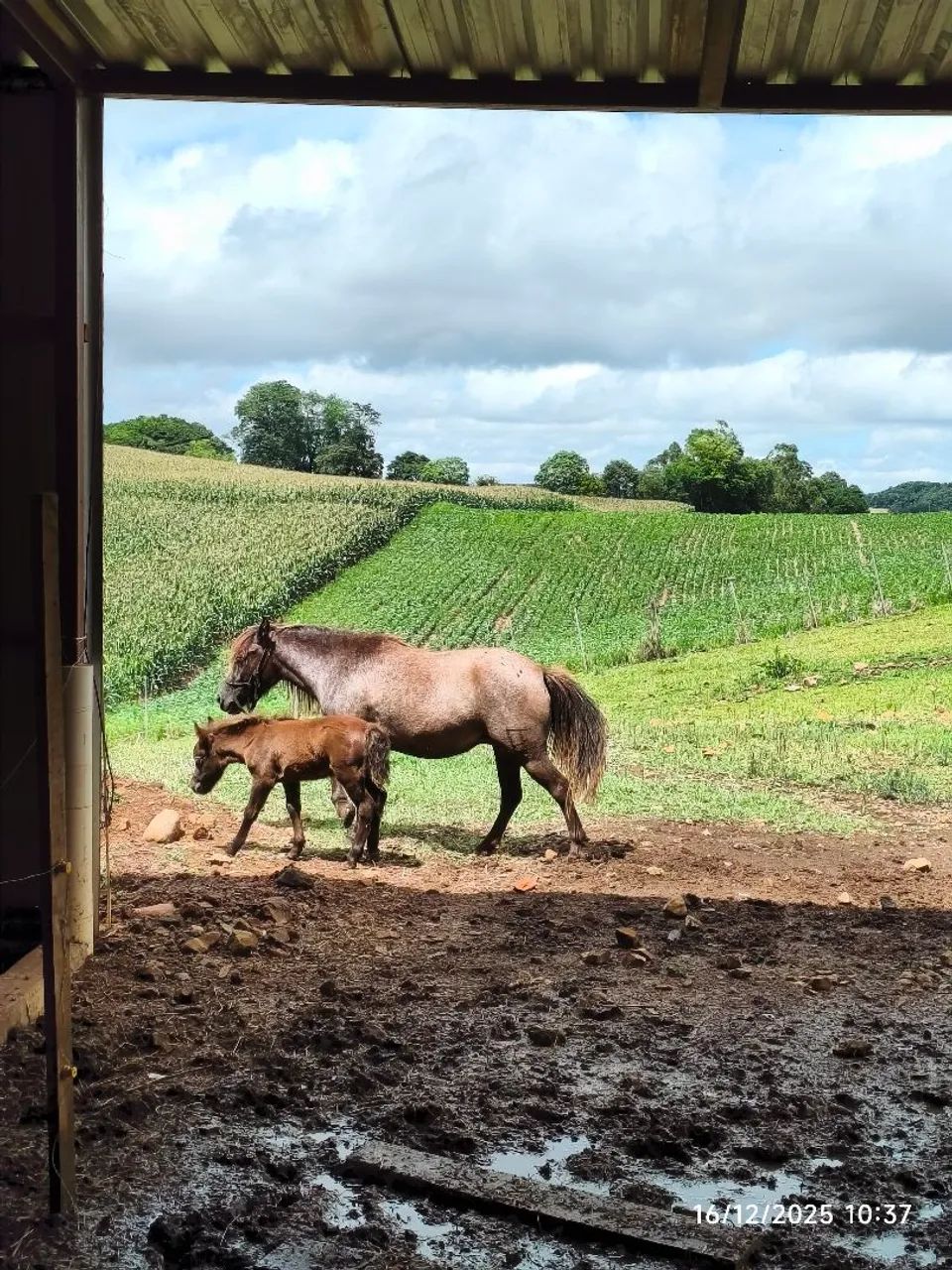 Vendo pônei prenha + filhote - Foto 2