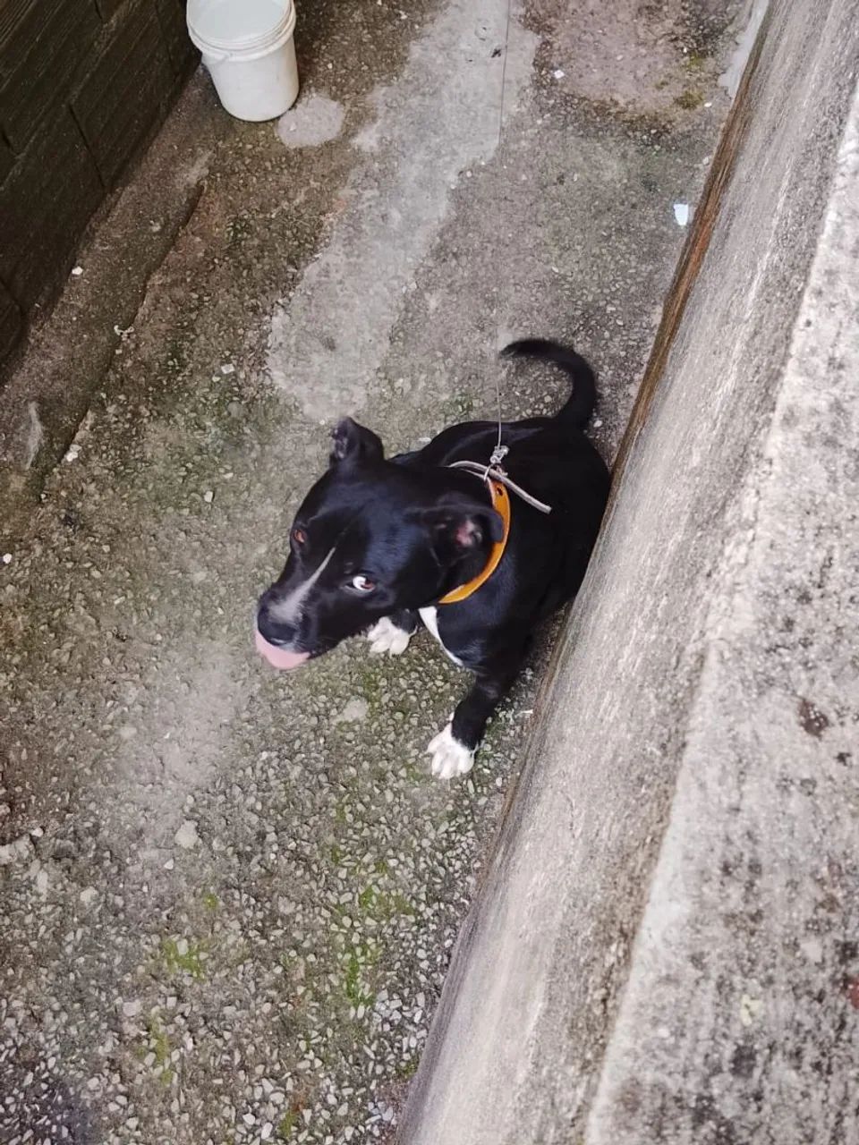 Doação cachorro  - Foto 3