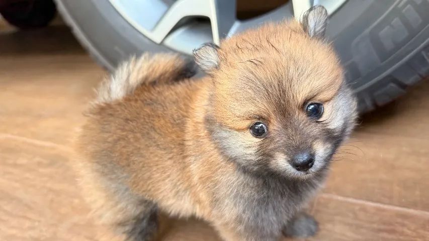 Spitz alemão Lulu da pomerania - Foto 5