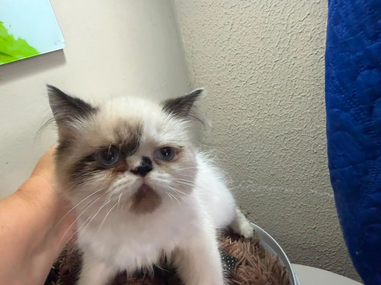gato persa - Foto 3