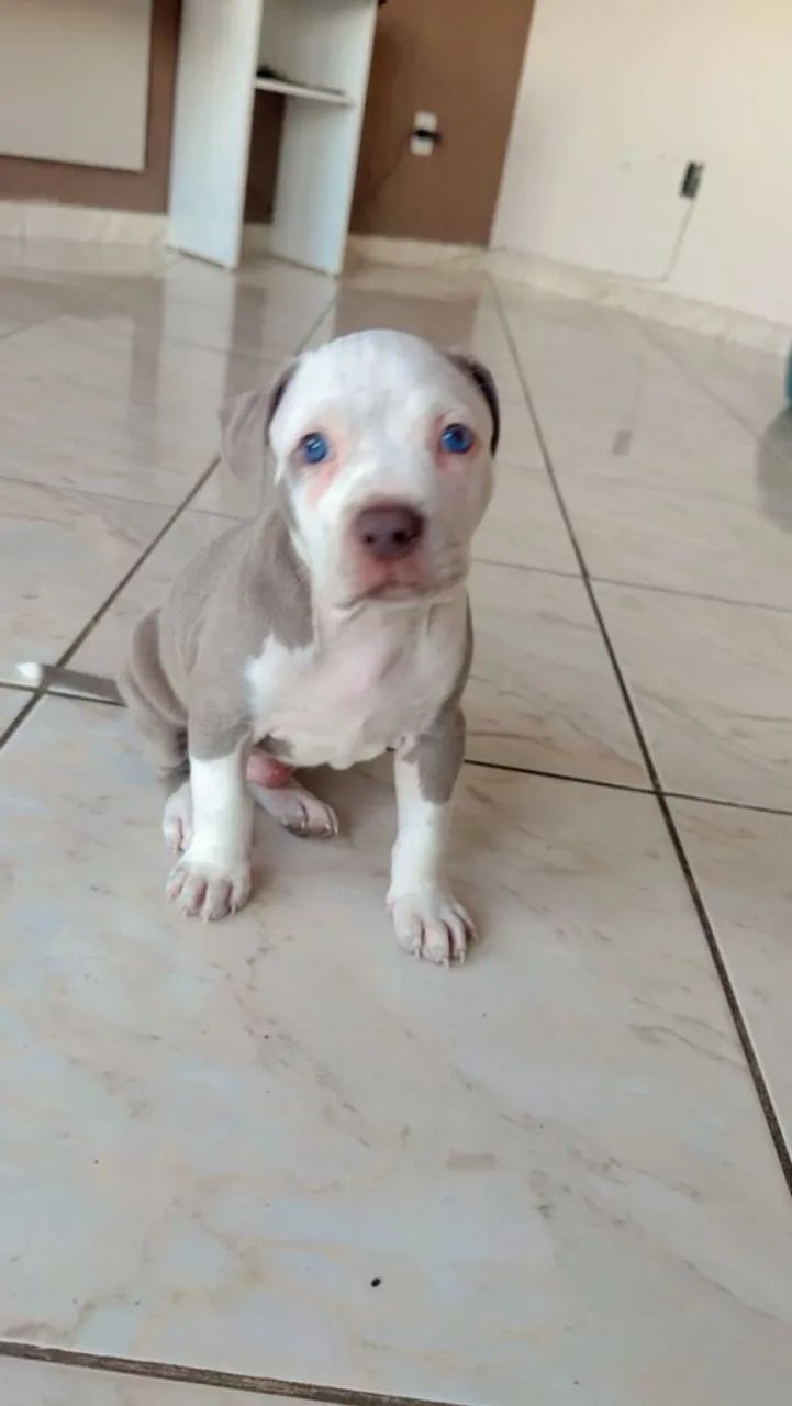 Vende-se Pittbull Macho  - Foto 2