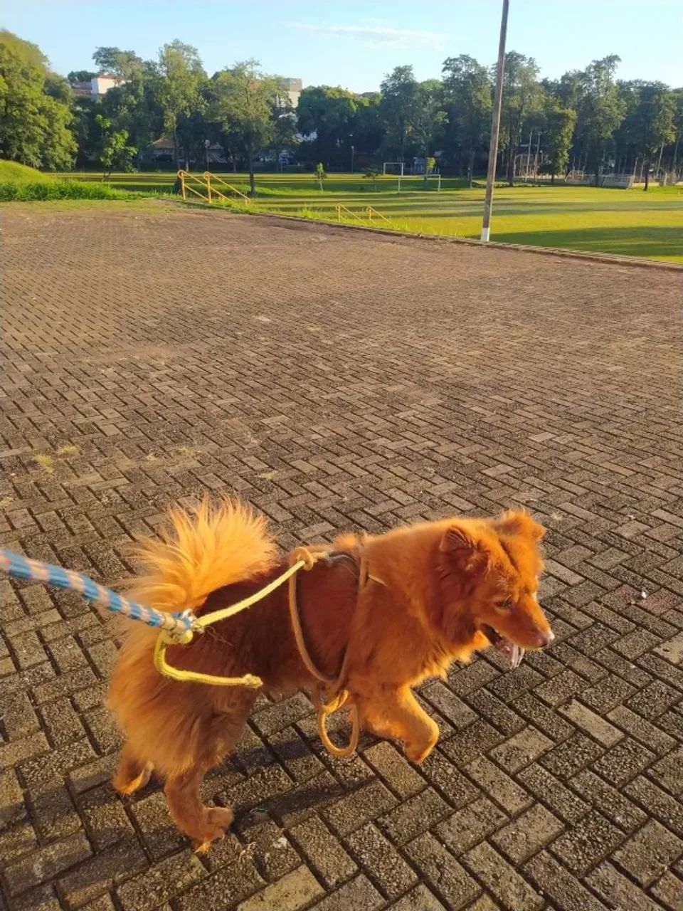 Doa-se // adoção chow-chow - Foto 3