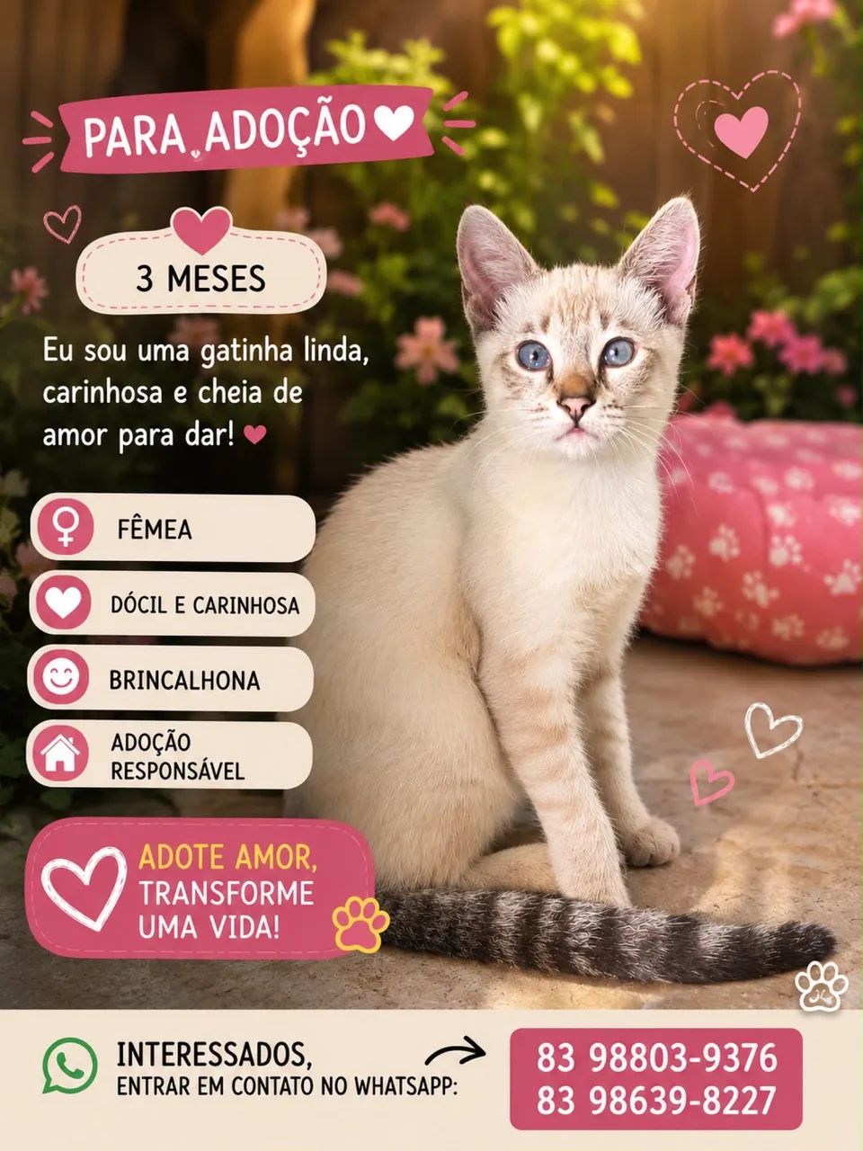 Adoção de gato