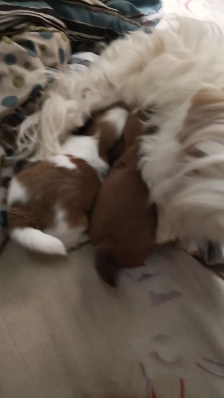 Fêmea shih Tzu - Foto 2
