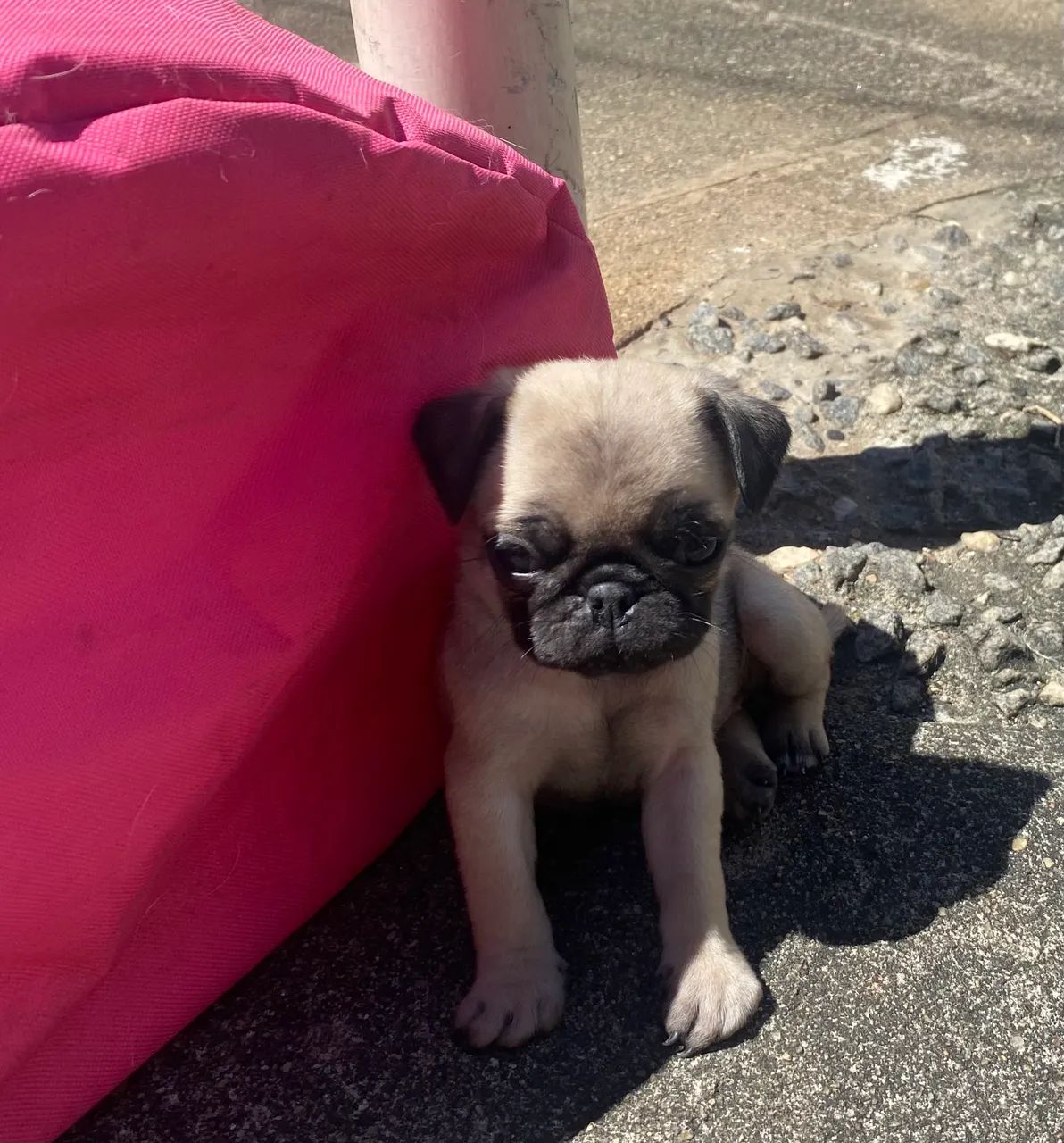 Pug - Foto 4