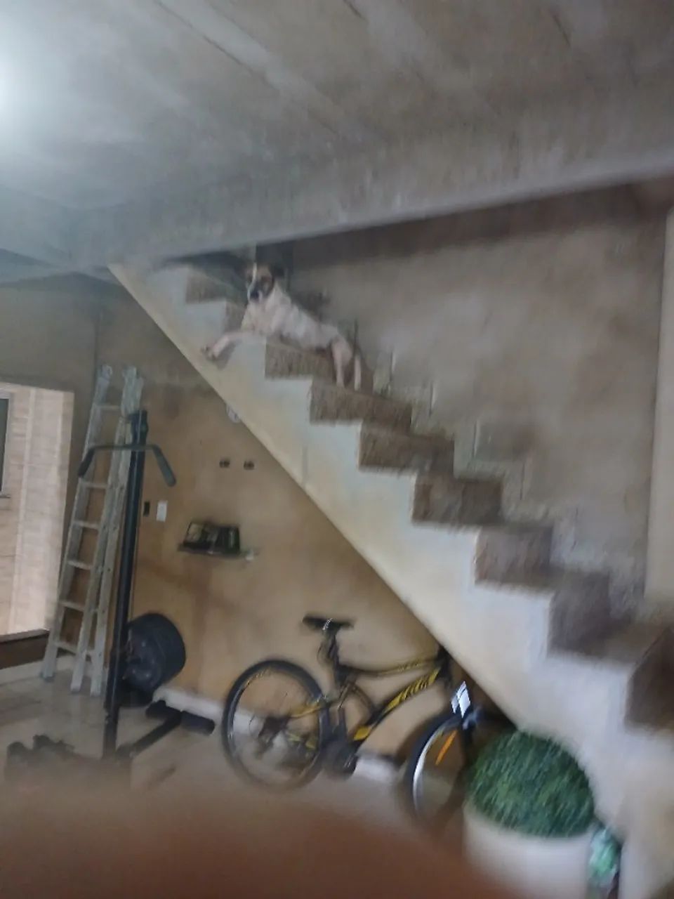Cachorro pra Adoção  - Foto 3