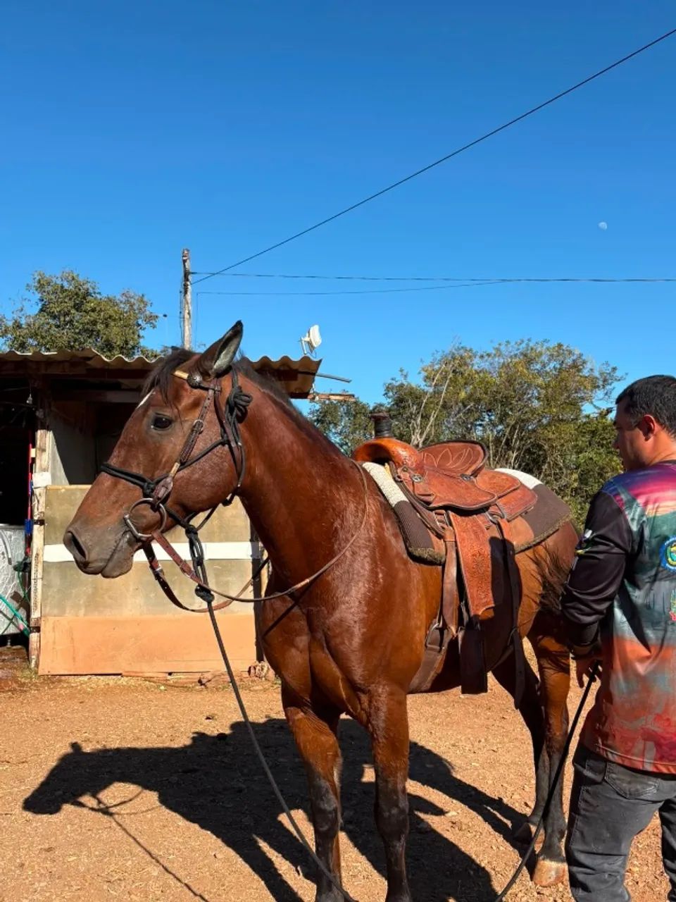 Cavalo - Foto 4