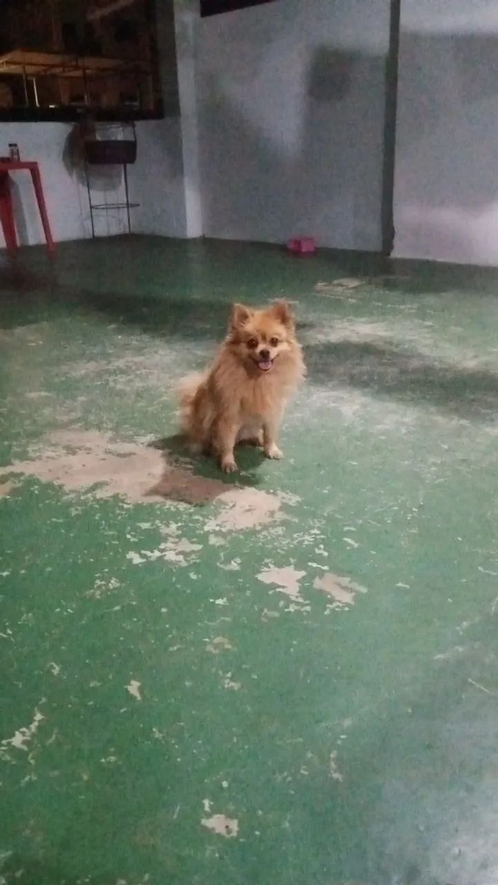 Linda fêmea de um ano 