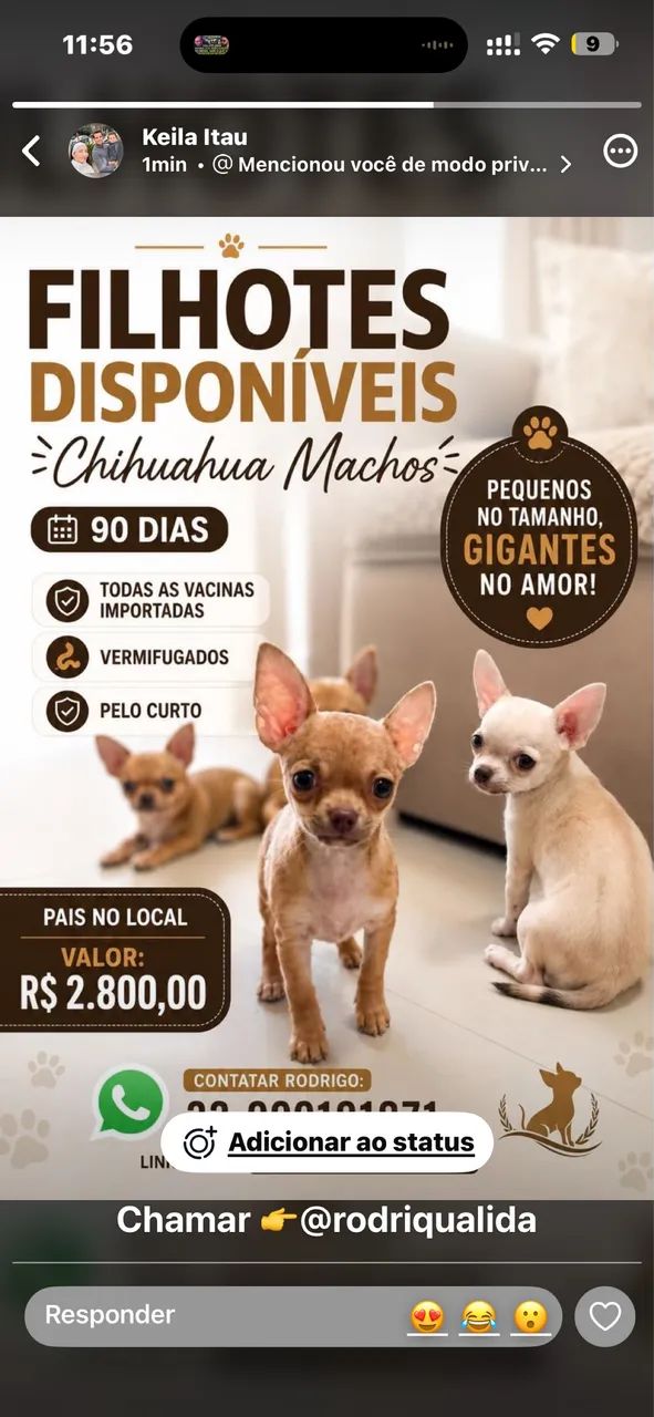 Filhotes 