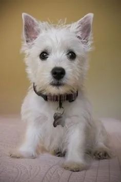 West Terrier Filhotes 