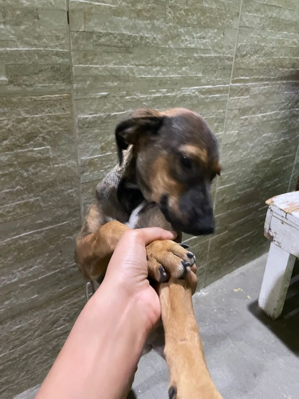 Cachorra vira-lata 6 meses - Foto 3