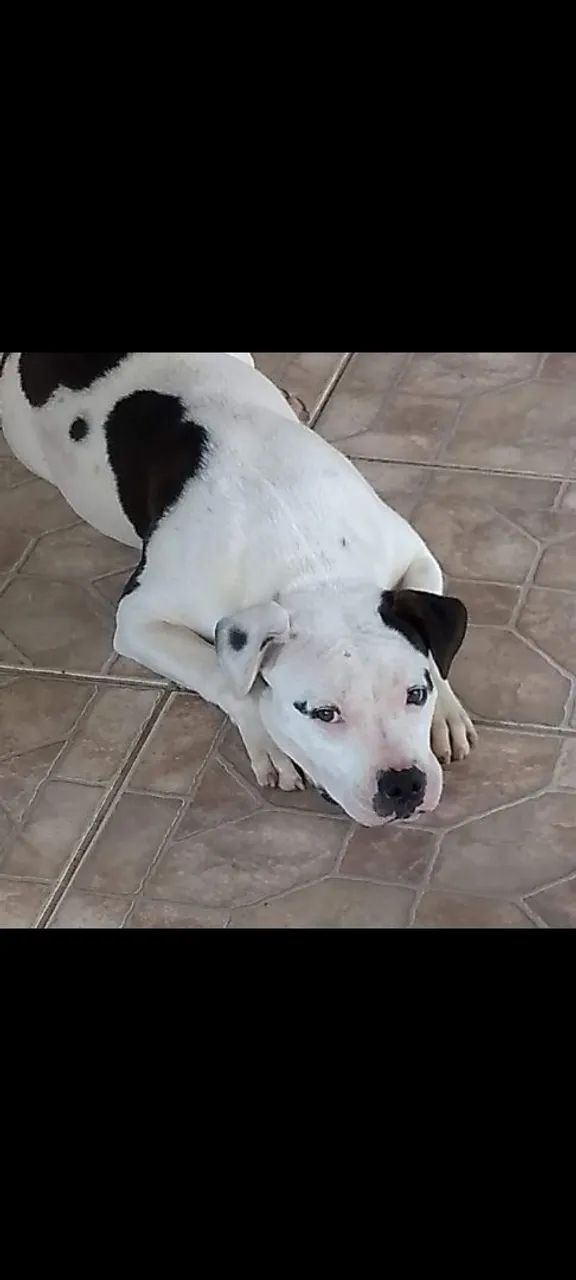 Pitbull - Foto 5