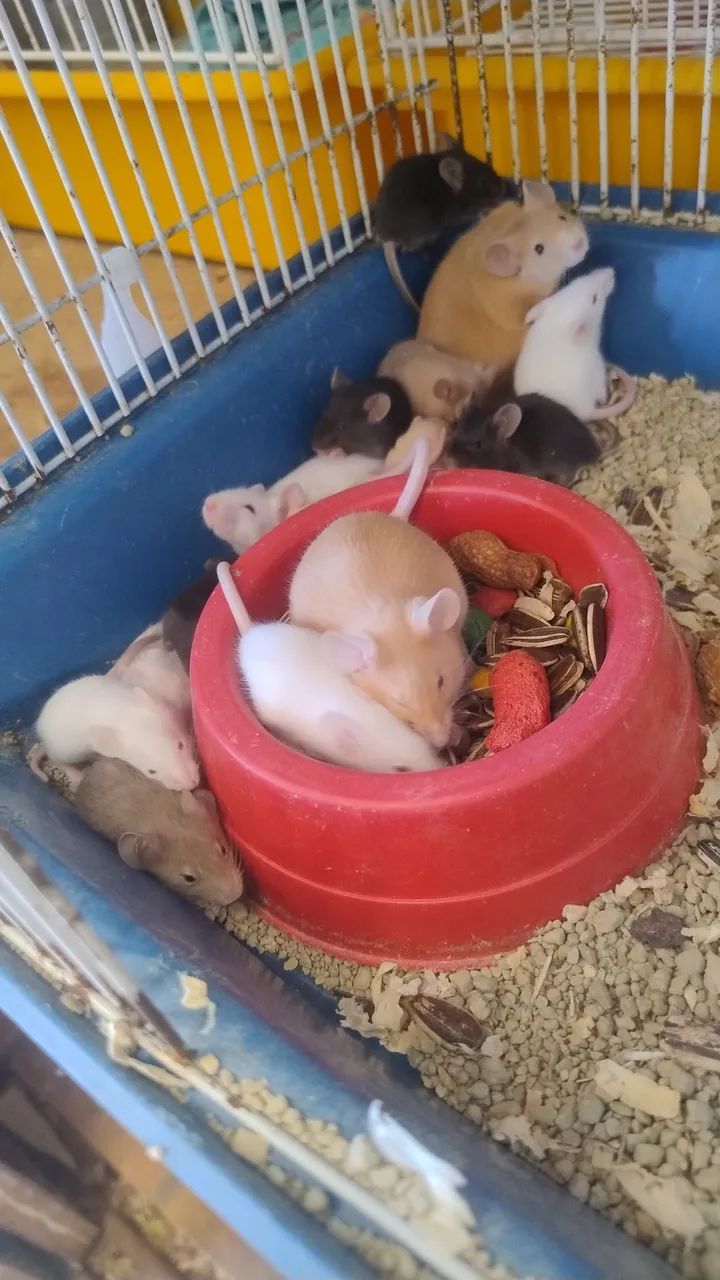 mouse446520082333050881