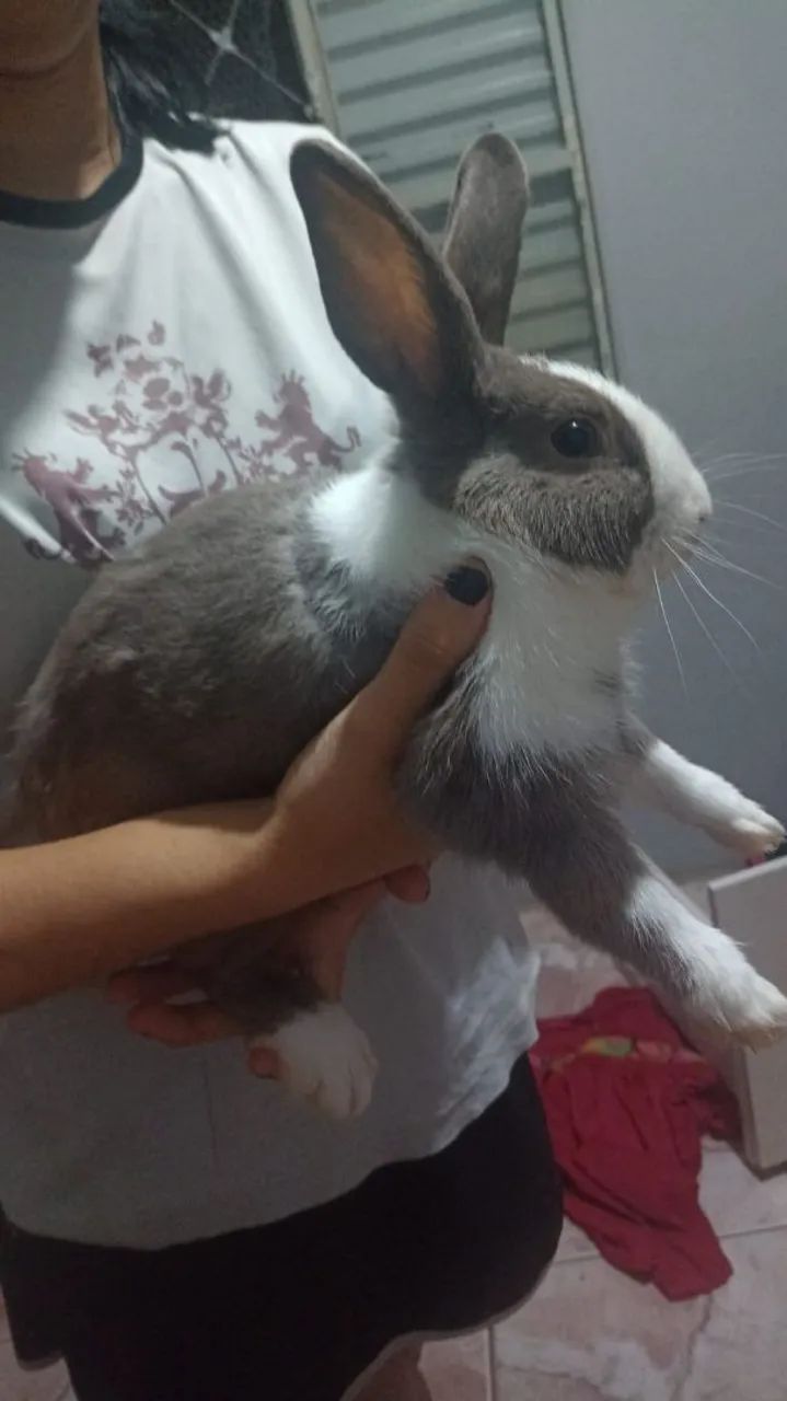 doação de coelha - Foto 2