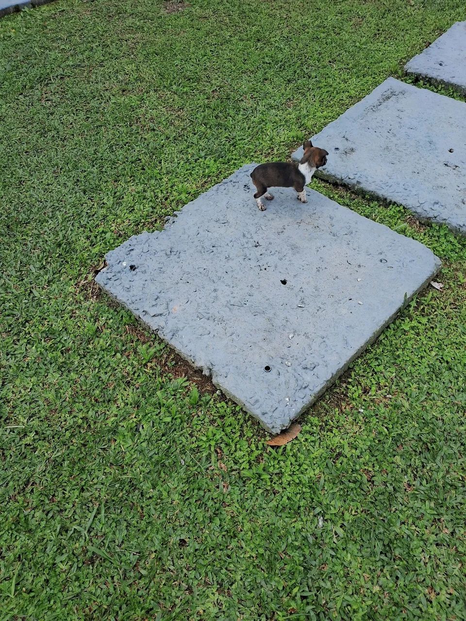 Cachorro  - Foto 5