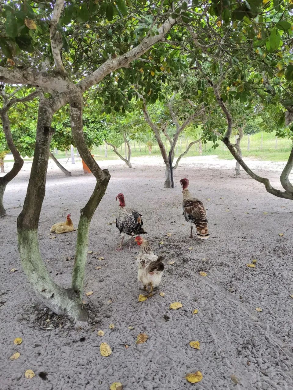Excelente Granja em Monte alegre com 11 hectares - Foto 4