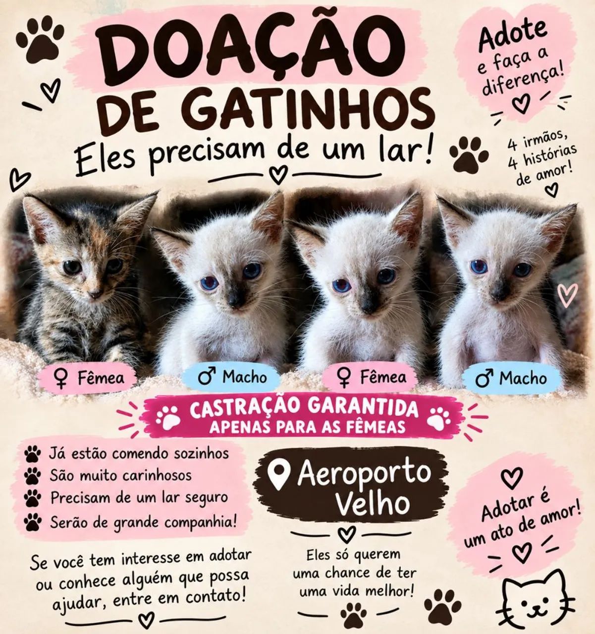 Gato 