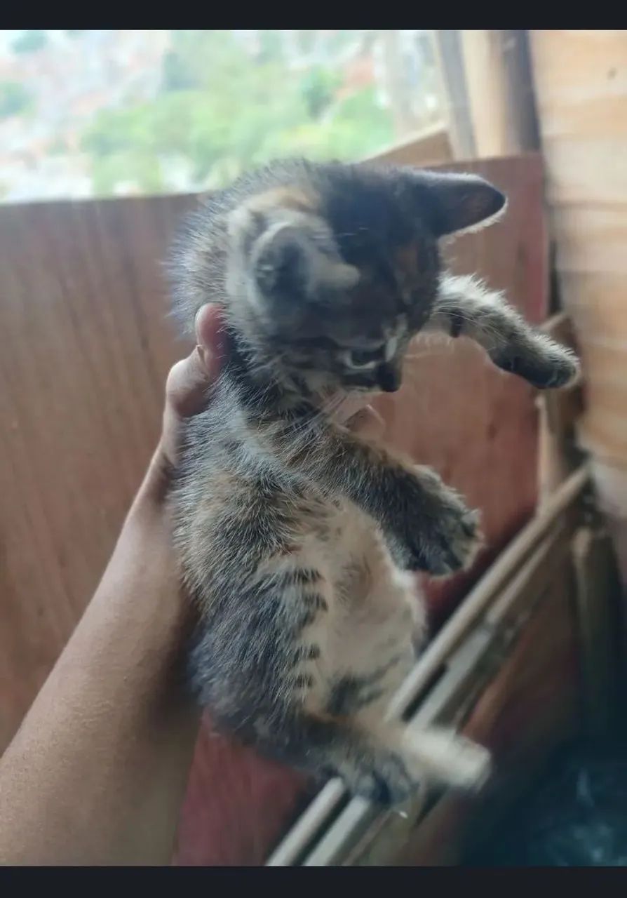 Doação de gato - Foto 2