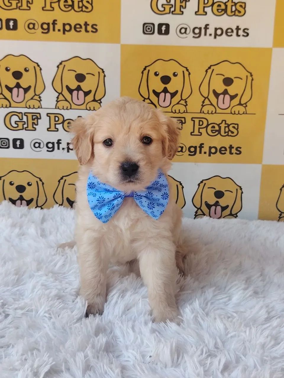 Golden Retriever macho  - Foto 2