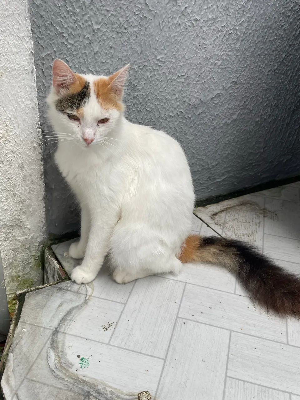 Adoção responsável gata 8 meses - Foto 4