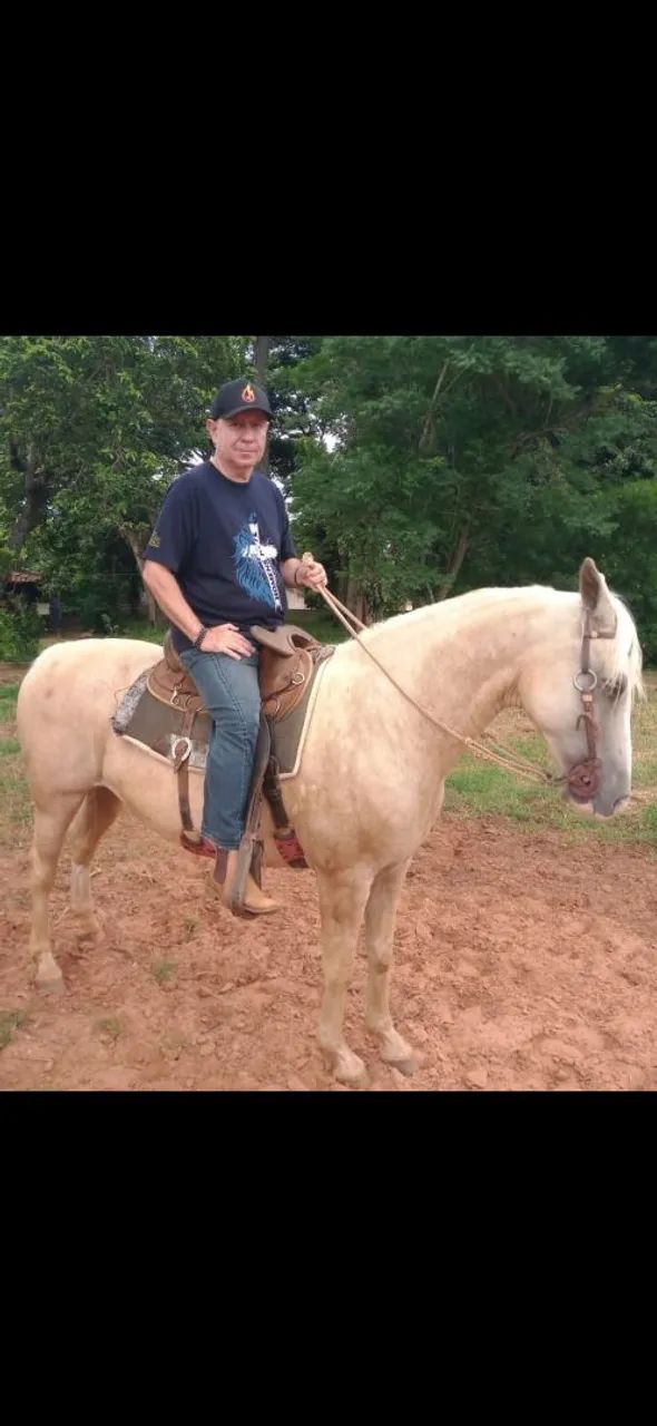 Egua palomina show - Foto 3