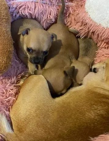 Chihuahua,Chihuahua Filhote Pronto Para Novo Lar