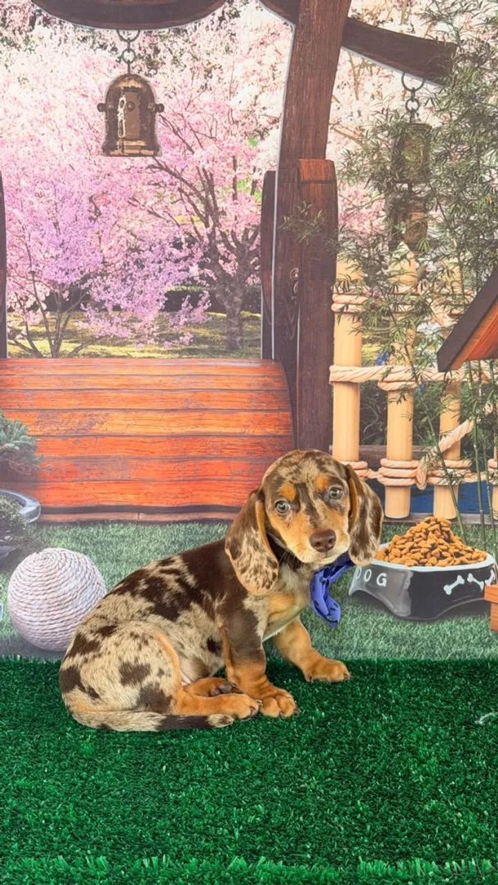 Dachshund 