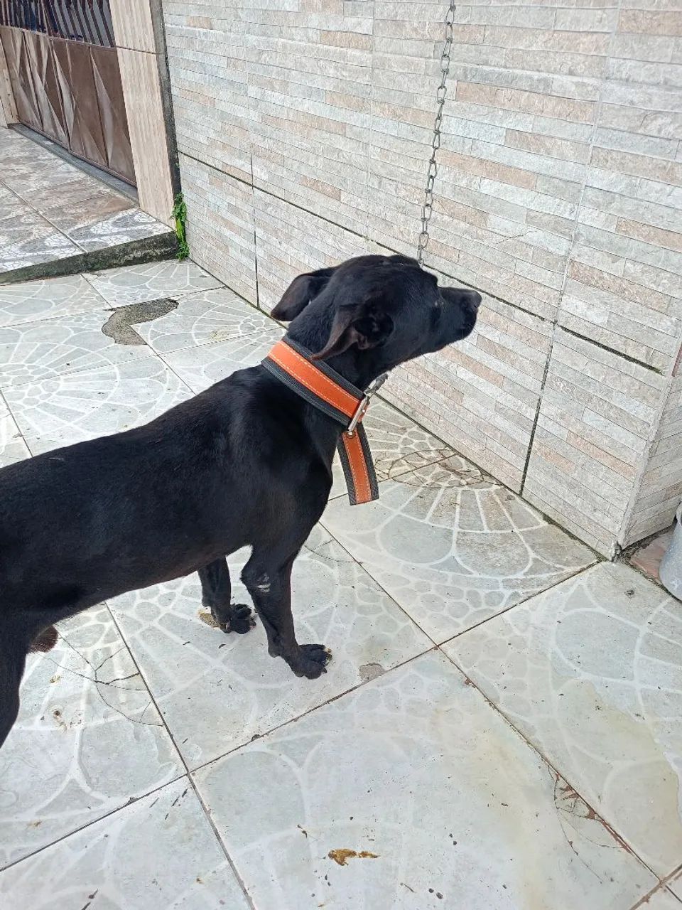 Cachorro para doação  - Foto 5