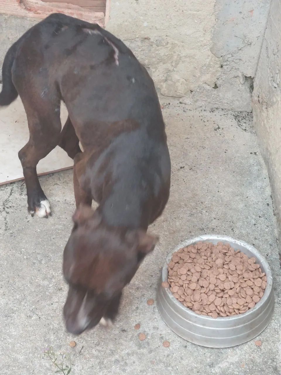 Doação cachorro pitbull com labrador - Foto 4