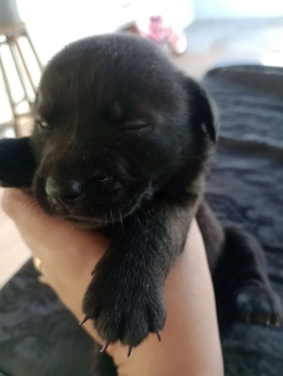 Doa se Fox paulistinha com poodle micro  - Foto 5