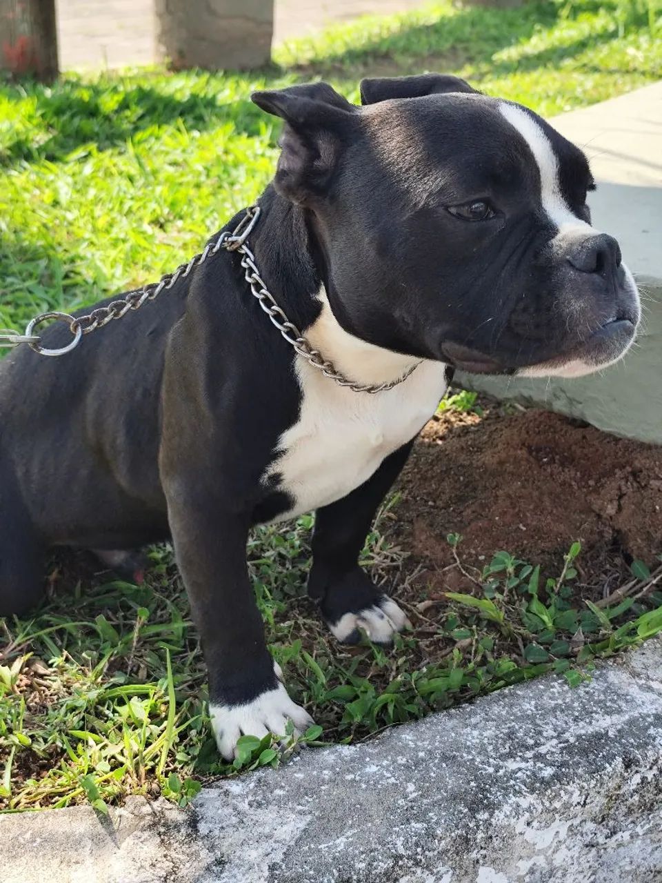 American Bully - Foto 2