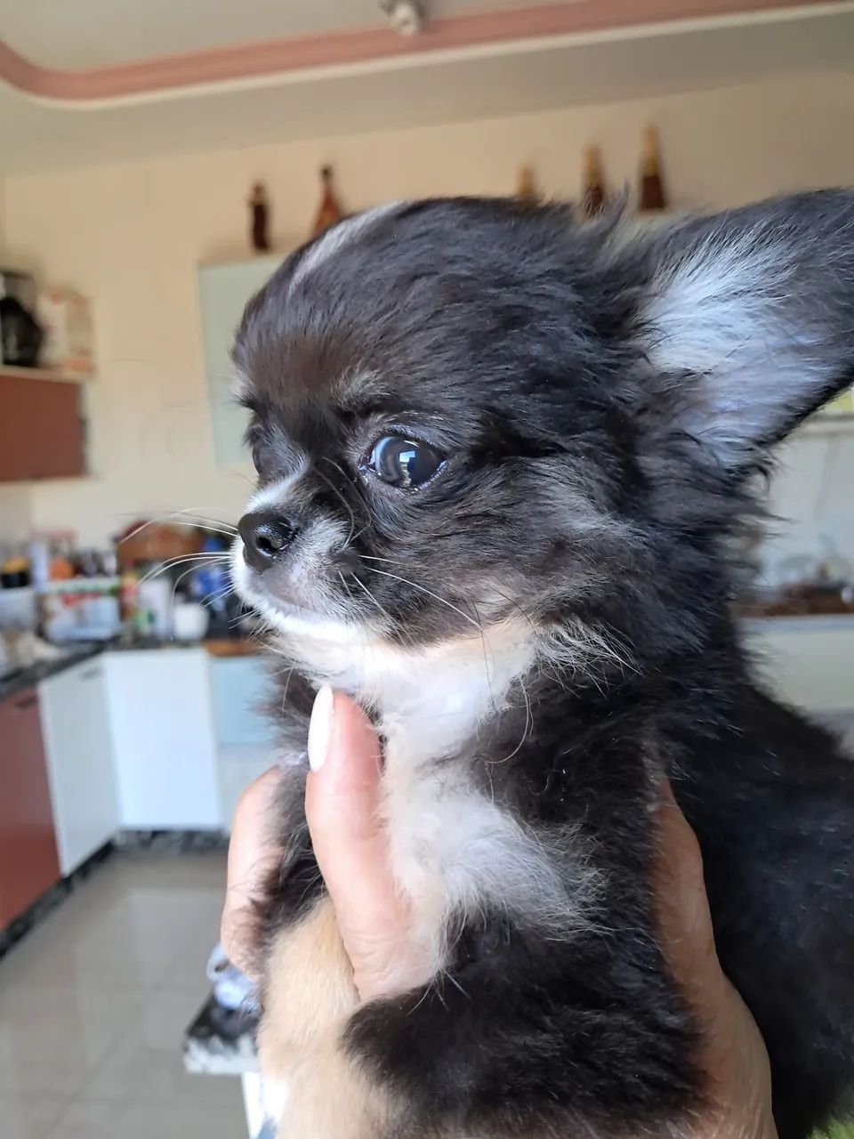 Chihuahua  - Foto 3