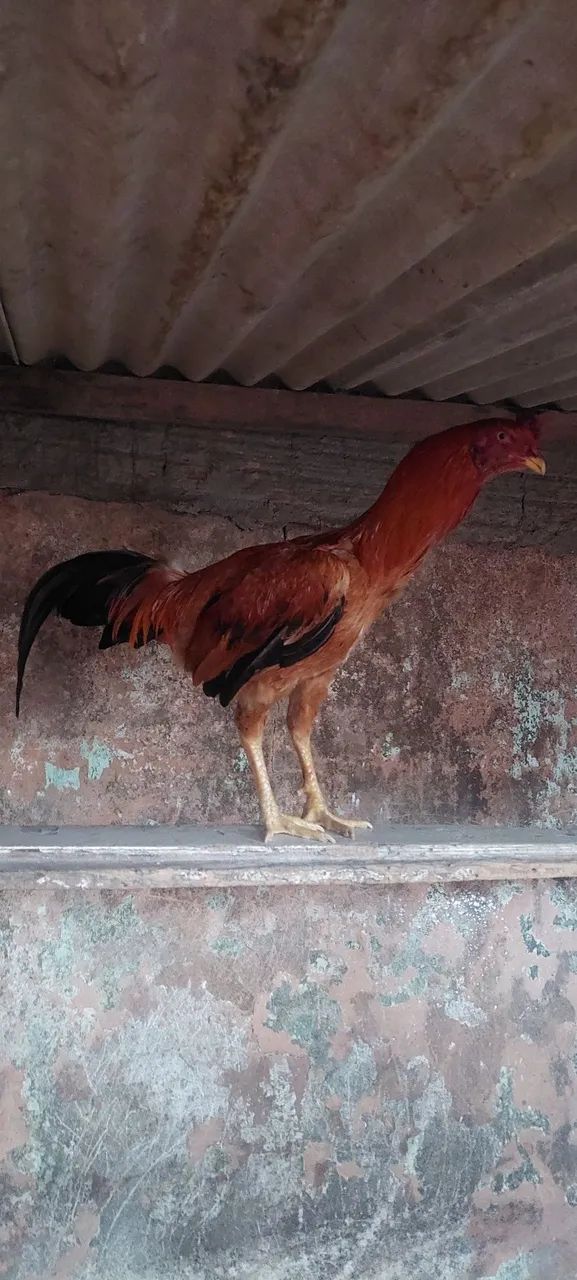Lindo frango  - Foto 3