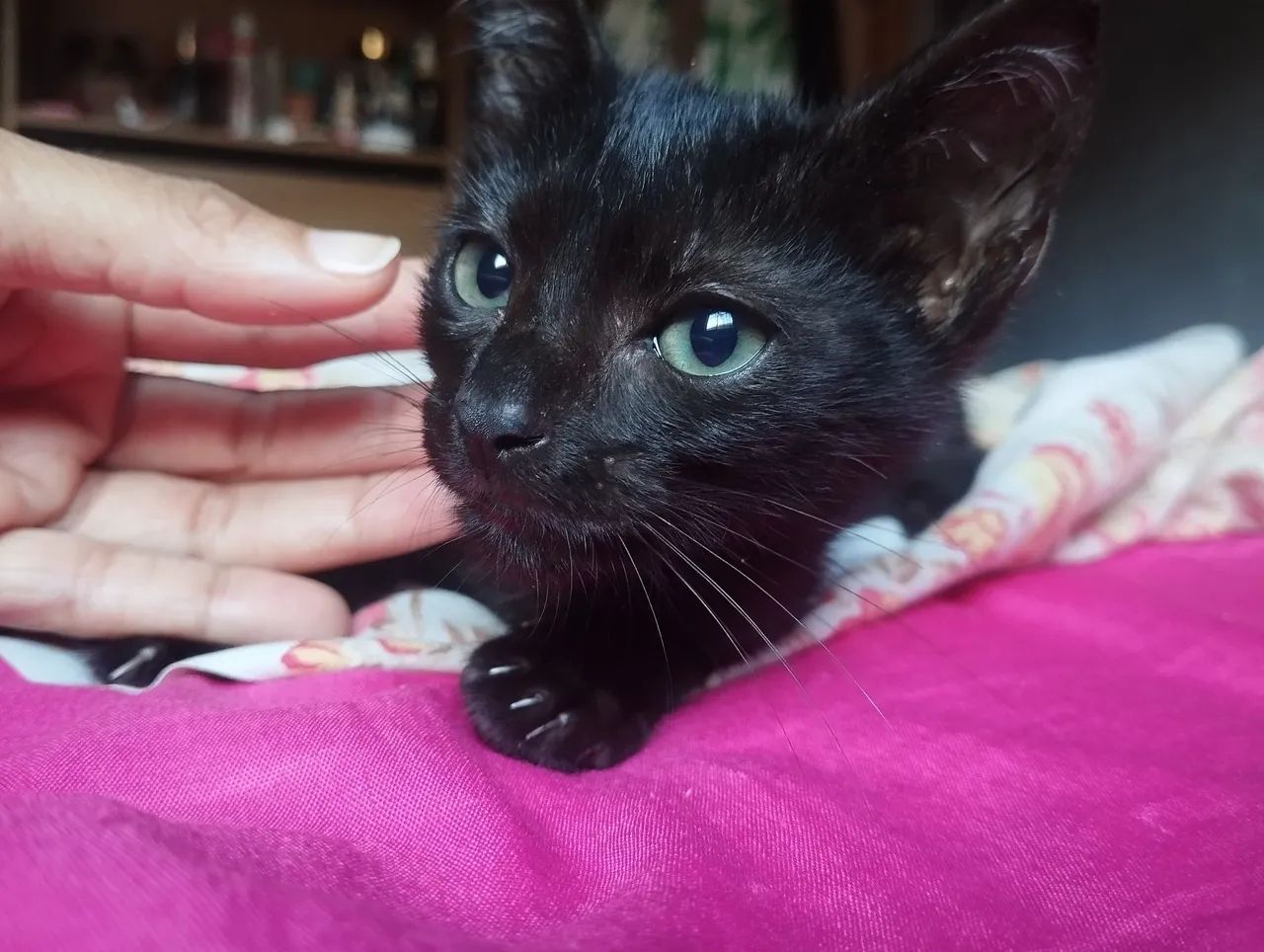 Gato macho doação dócil.
