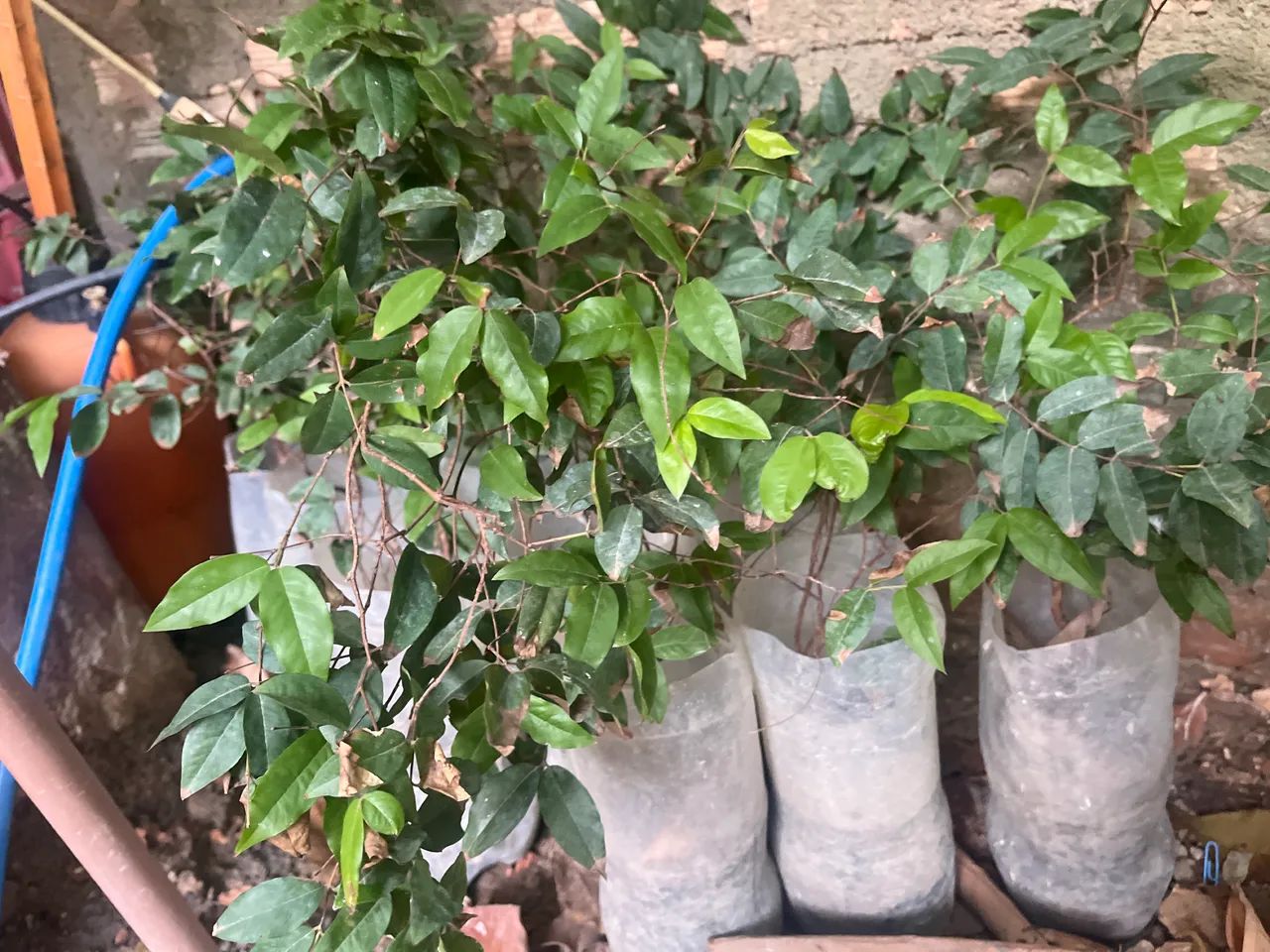 Vende se mudas de JABUTICABAS 