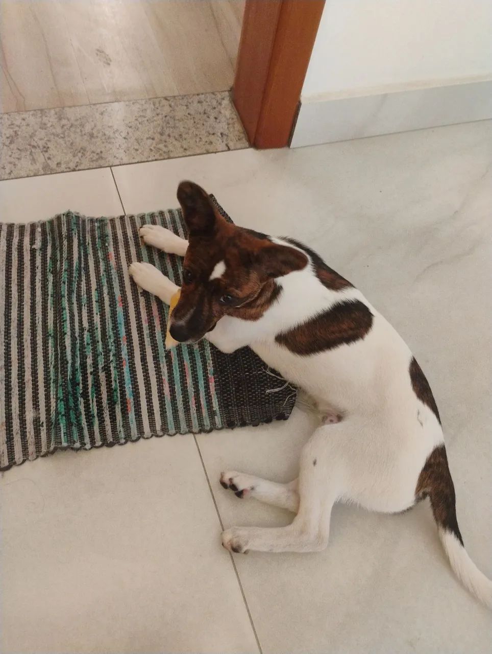 Doa-se um cachorro - Foto 2