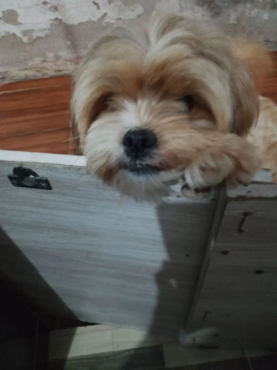 Cachorro  - Foto 4