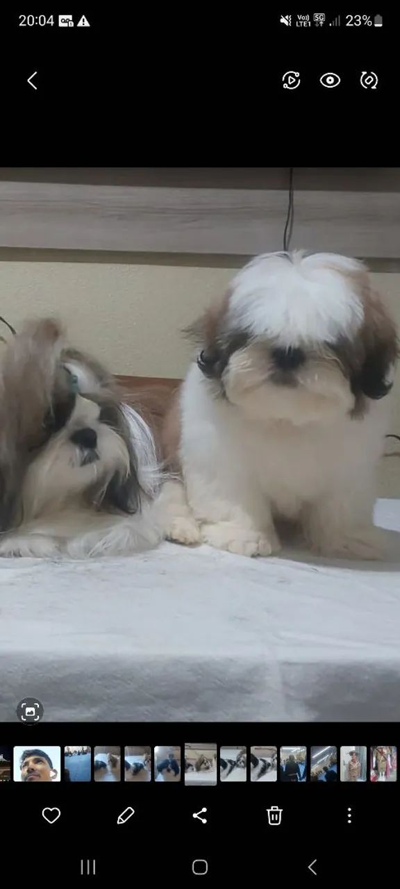 Vendo shitzu macho 